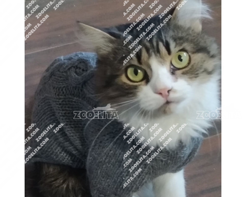 Свитера ручной вязки для кошек